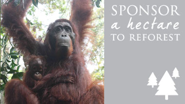 Sponsor a Hectare of Orangutan habitat