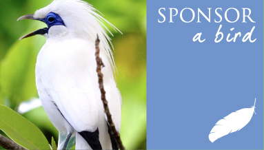 Sponsor an Endangered Bird