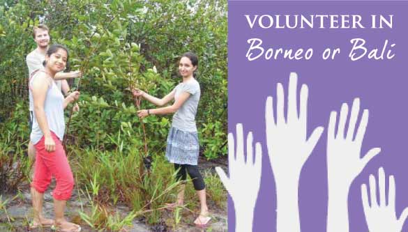 Volunteer in Indonesia