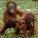 Young orangs rescued from Nusa Penida