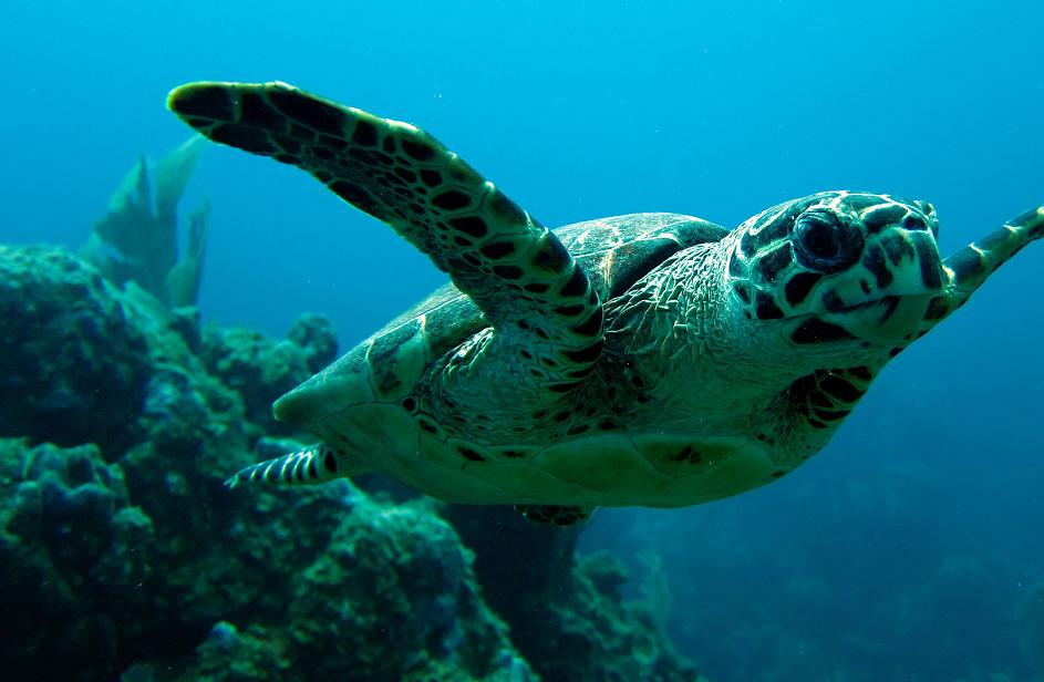 Nusa Penida, Bali | Friends of the National Parks Foundation Nusa Penida, Bali | Friends of the National Parks Foundation