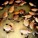Baby turtles on Nusa Penida