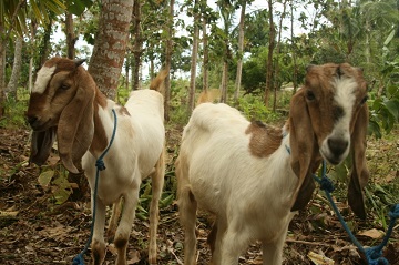 goats on Nusa Penida