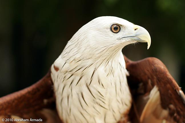 Bali’s Nature Havens: Wildlife Reserves