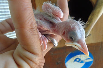 One of the chicks hatched on Nusa Penida