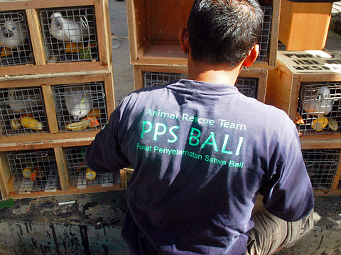 NL-Webpage-20140115-001 Translocated 22 Moluccan cockatoos from the rescue center to the Seram Bird Rehabilitation Cente in the Moluccan islands
