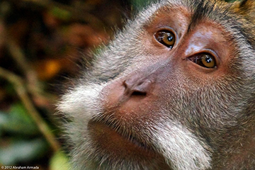 Macaque at the rescue center