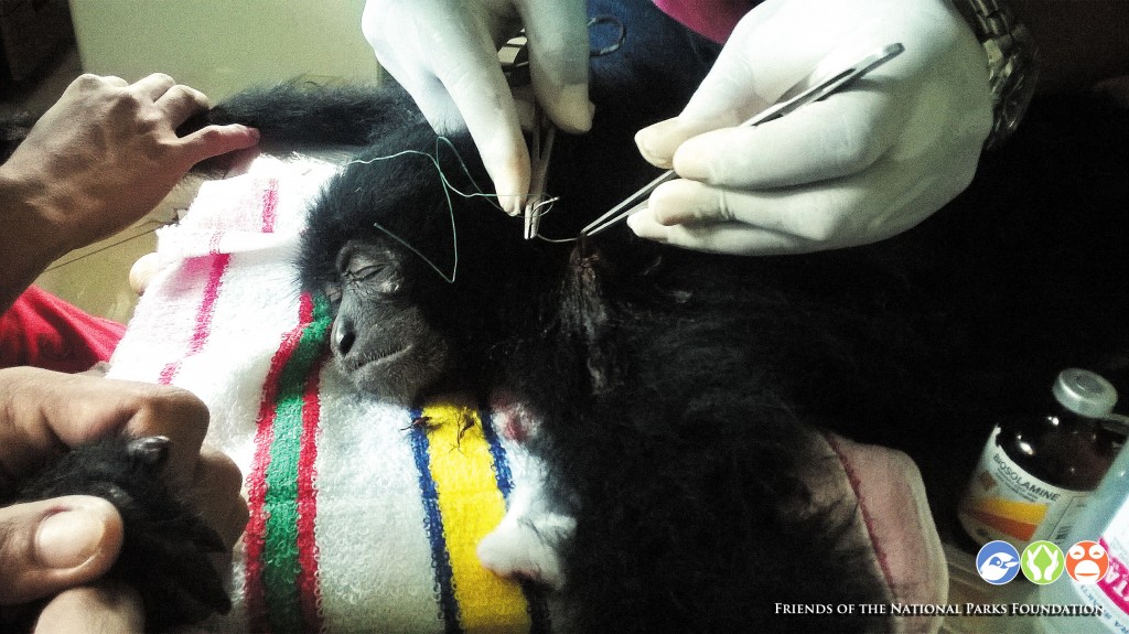 One of the Siamangs receiving medical treatment