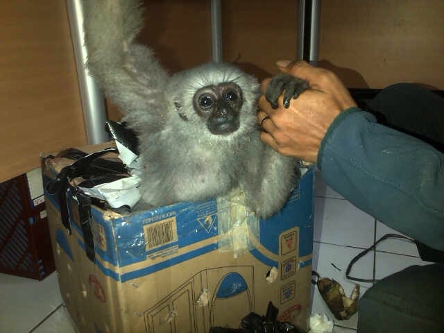 Gibbon2