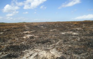 Once a growing forest corridor was turned into a barren waste land.