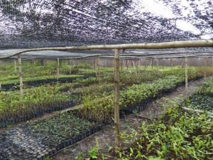 5000 tree saplings have been prepared in our tree nursery