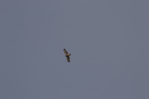 The eagle was flying above the temple.