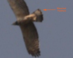 Bleached feathers means it was rehabilitated in BWRC.