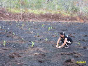 Replanting the forest after the great fire.