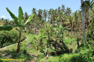 A small foot path that connects Pejeng and Ubud.