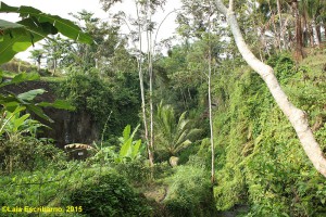 A small creek full of tropical vegetation still protected by local wisdom.