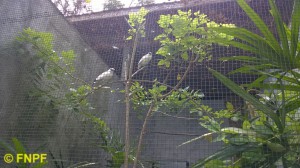 A pair of Bali Starlings in one of our cage.