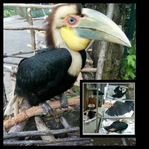 Zazu the Wreathed Hornbill