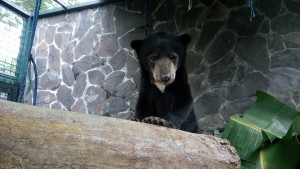 Jalou the Baby Bear