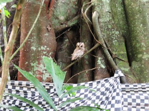 The owl is now part of the temple.