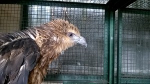 white-belied sea eagle