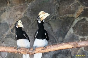 Two hornbills are adapting to their new home.