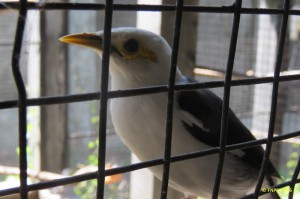 One of the new Black winged Starling.
