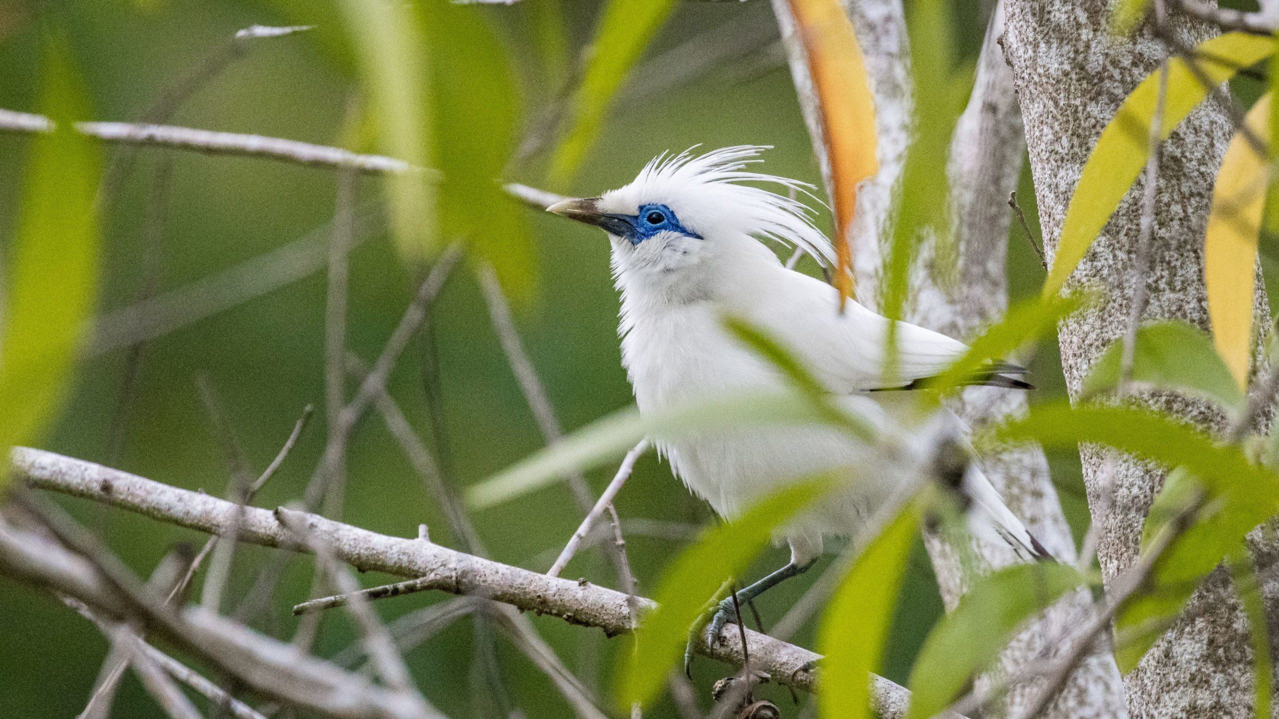 Friends of Nature, People and Forests FNPF has saved the Bali Starling, one of the world’s rarest birds, from the brink of extinction in the wild in Indonesia.