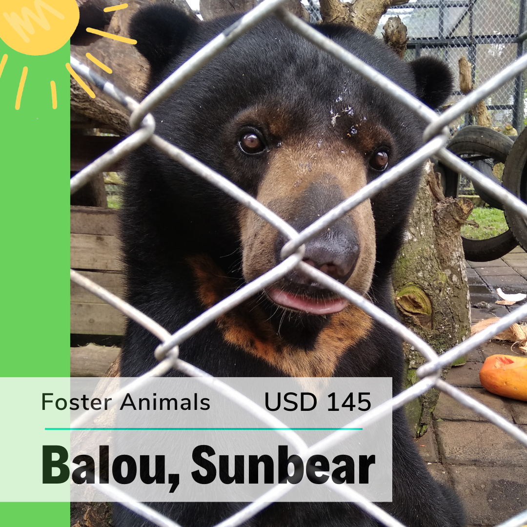 Balou the sunbear