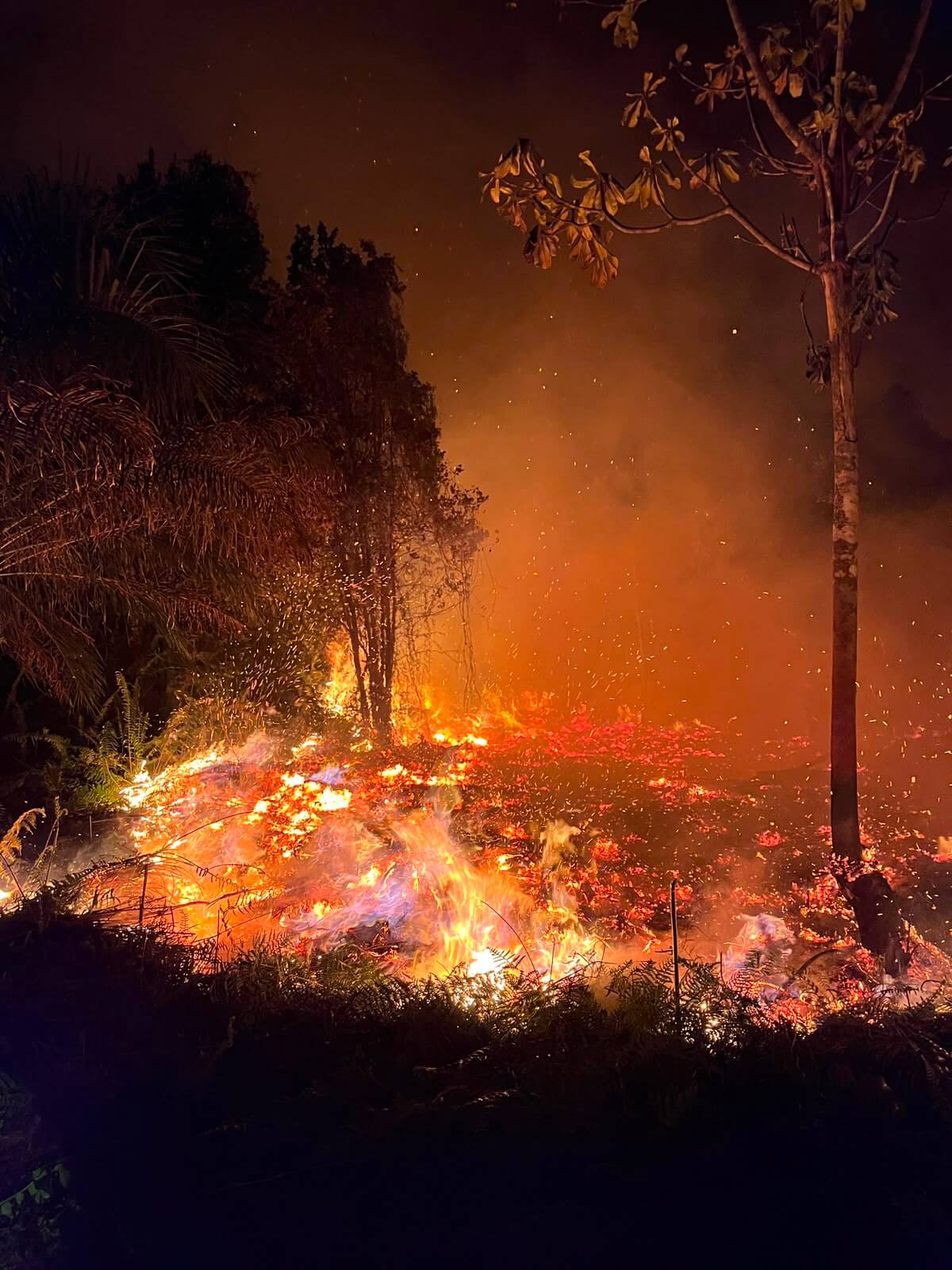 Active flames and embers burning across the forest floor in Jerumbun at night